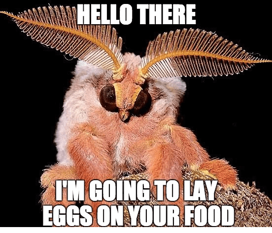 Hello there, I'm going to lay eggs on your food